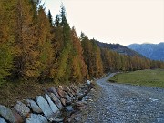 93 Filare di larici colorati d'autunno